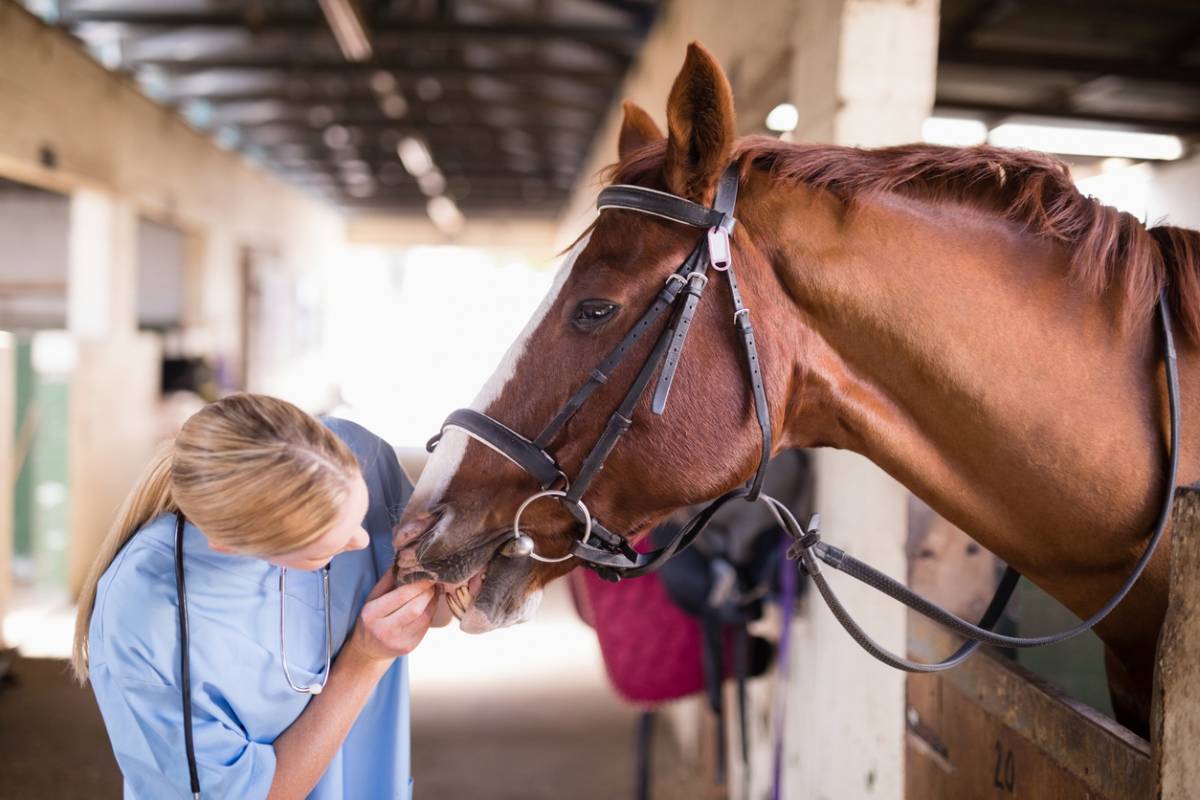 Comment protéger les chevaux du soleil