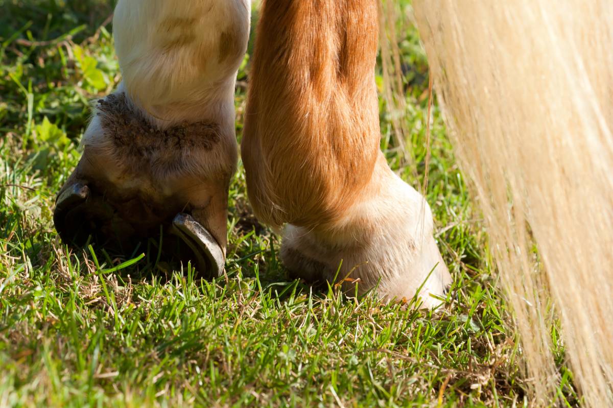 Cheval âgé : 3 problèmes locomoteurs fréquents