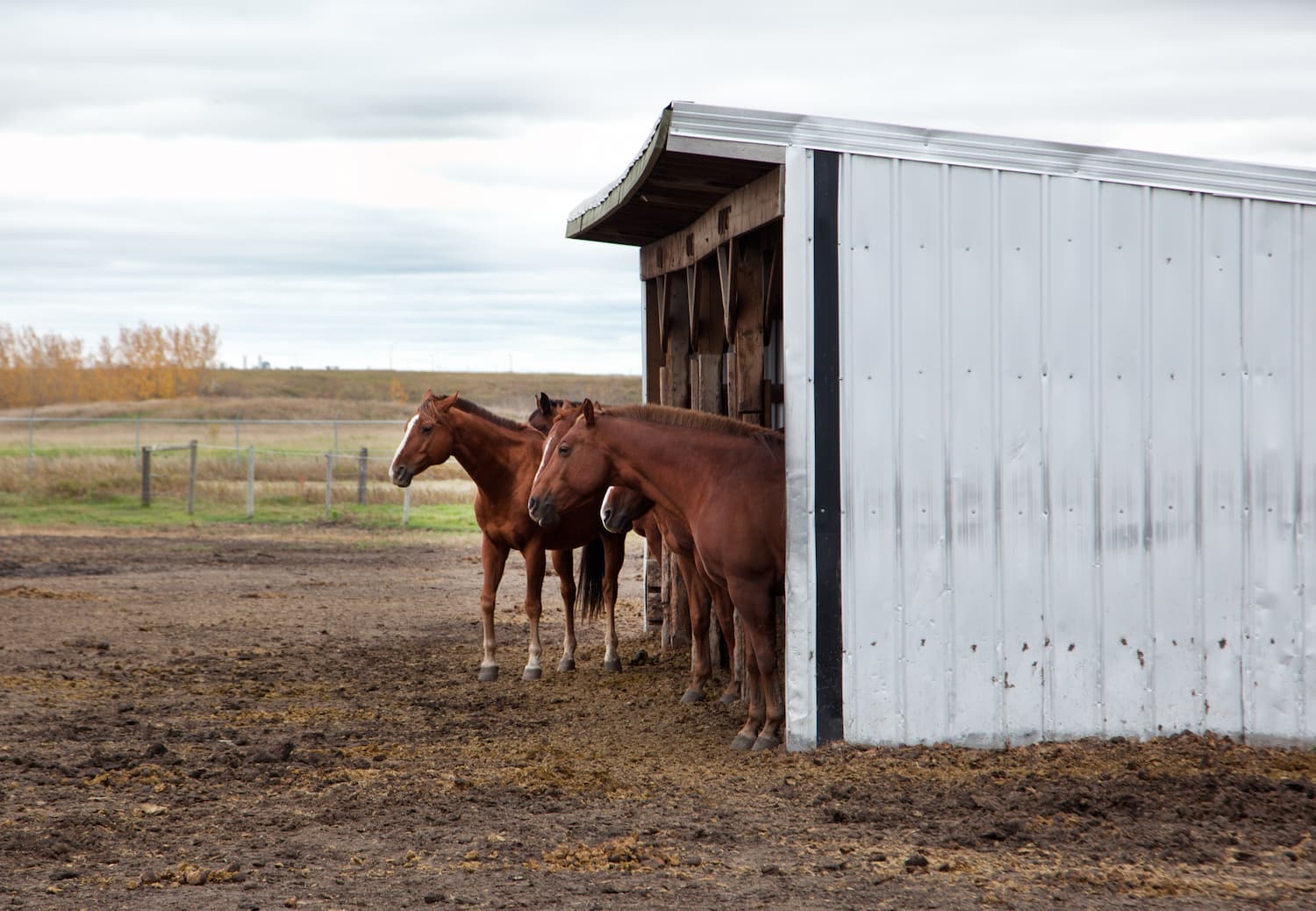 Fournir un abri pour son cheval : un élément essentiel à sa santé