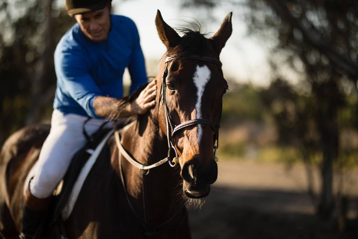 Equitation : quels sont les différents types de licols ?