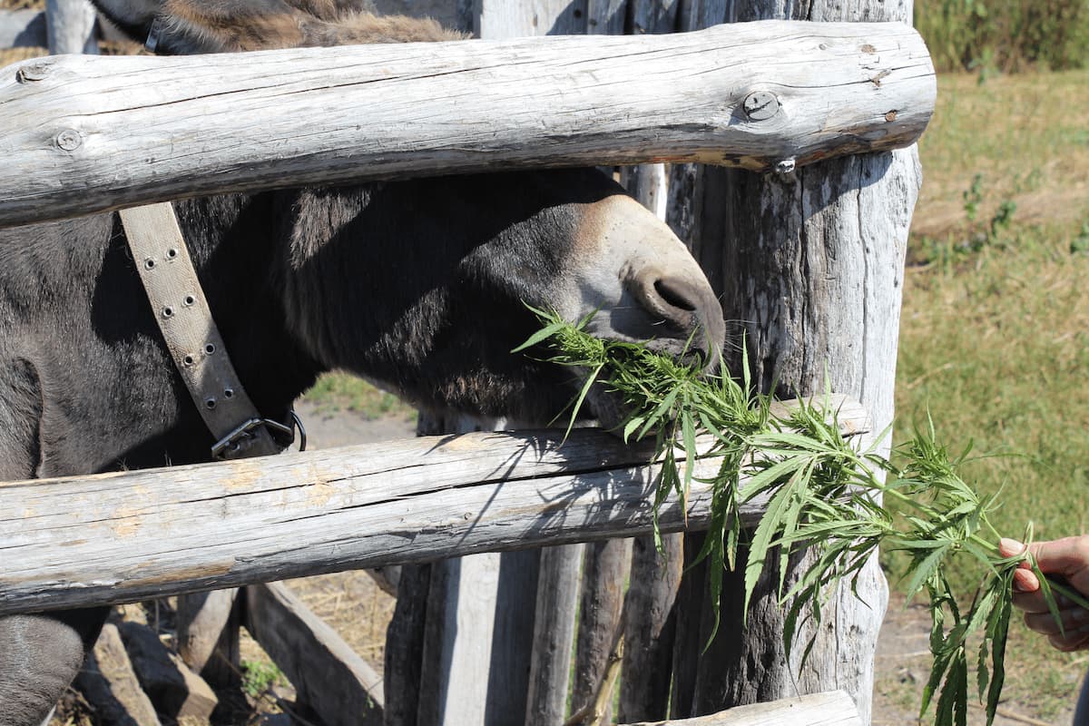 Peut-on donner du CBD à un cheval ?