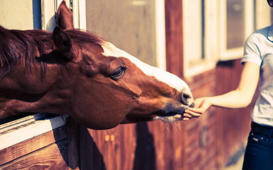 Comment nourrir votre cheval et lui fournir une alimentation équilibrée ?