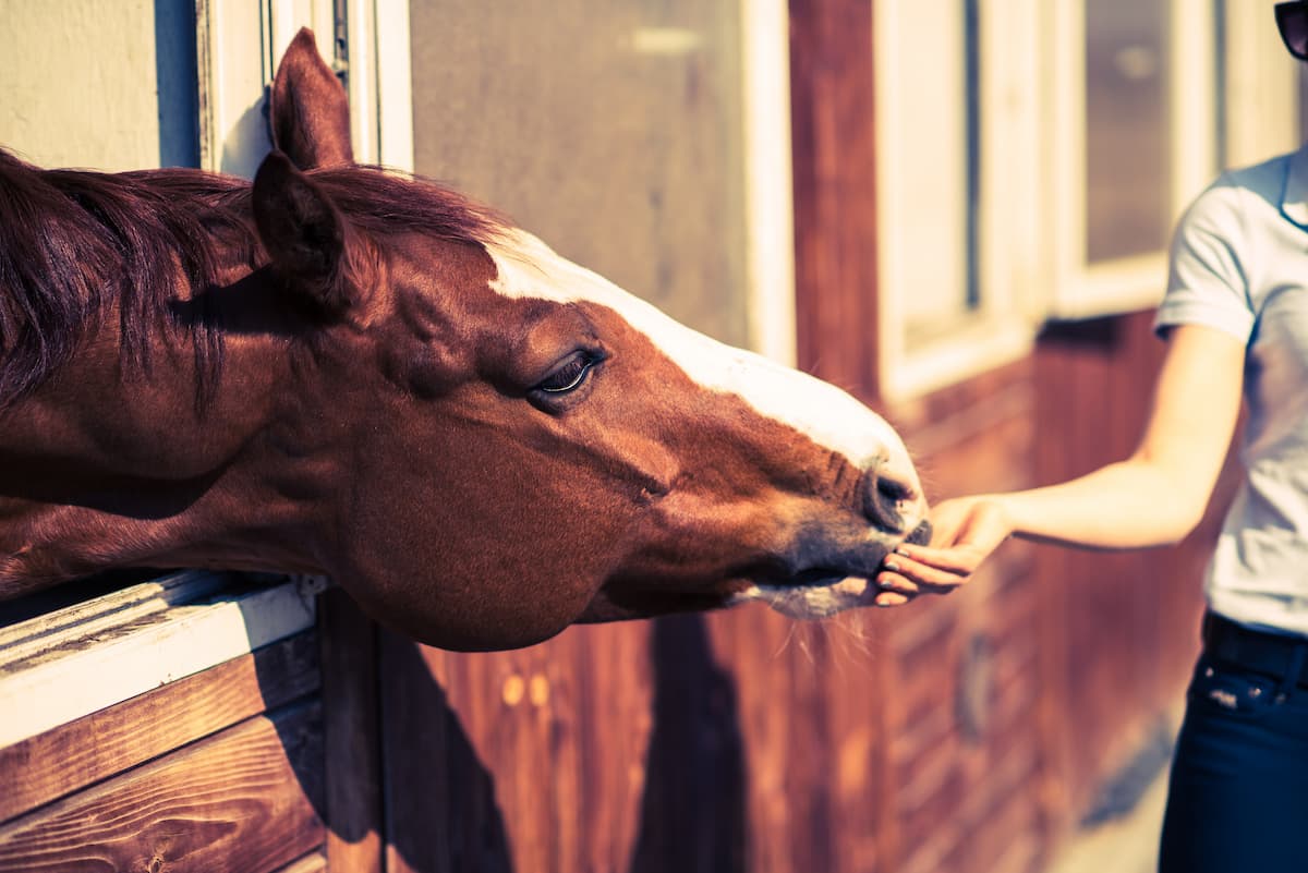 Comment nourrir votre cheval et lui fournir une alimentation équilibrée ?