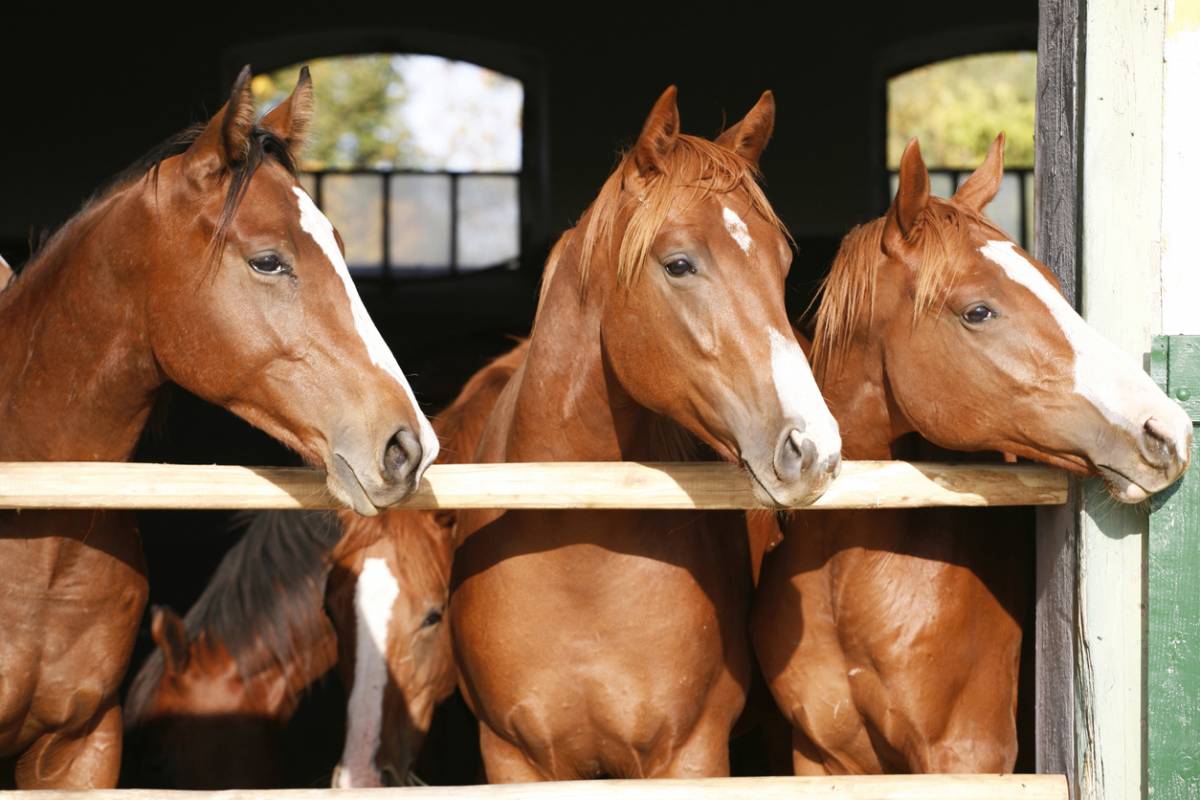 Centre équestre : comment garantir le confort des chevaux dans vos box ?