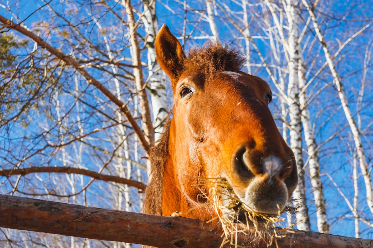 Comment choisir le bon complément minéral et vitaminé pour son cheval ?