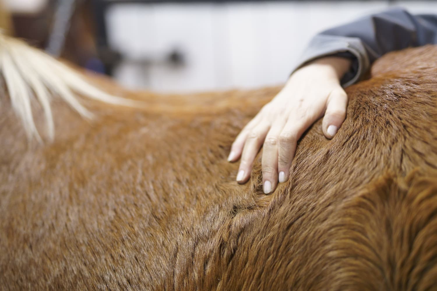 Massage équin en Bresse : bien-être et détente du cheval en Bourgogne-Franche-Comté