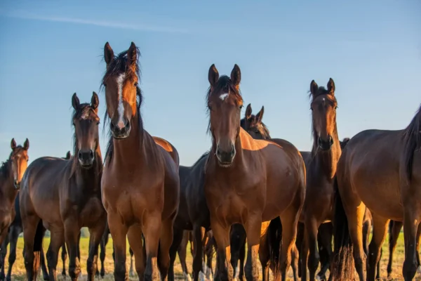 Calculateur de ration cheval en fonction du poids