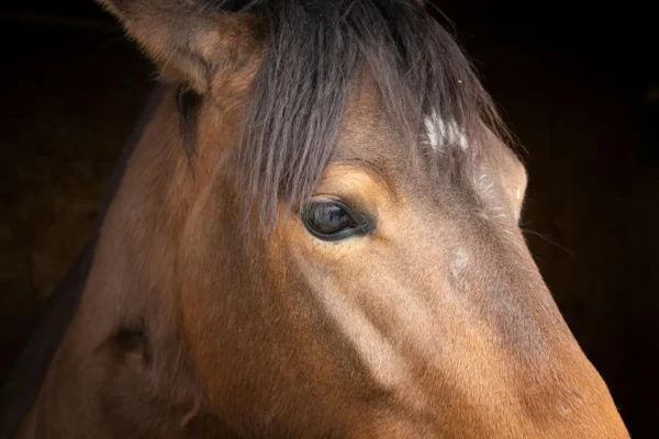 Rêver de cheval marron : 8 significations qui révèlent votre état intérieur