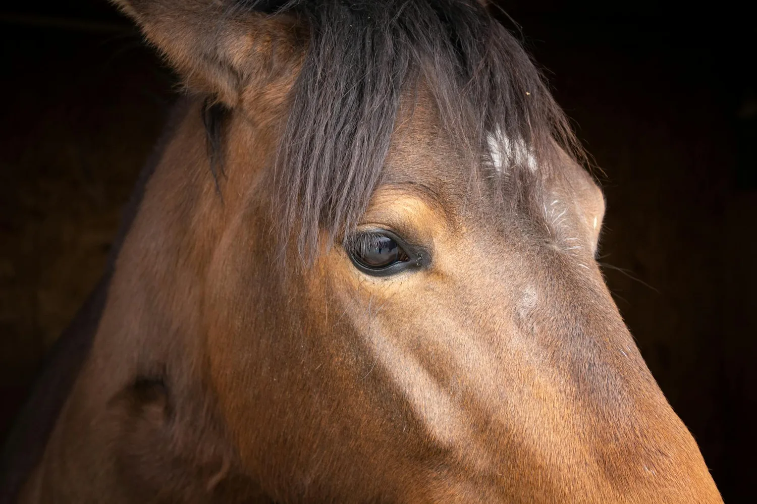 Rêver de cheval marron : 8 significations qui révèlent votre état intérieur