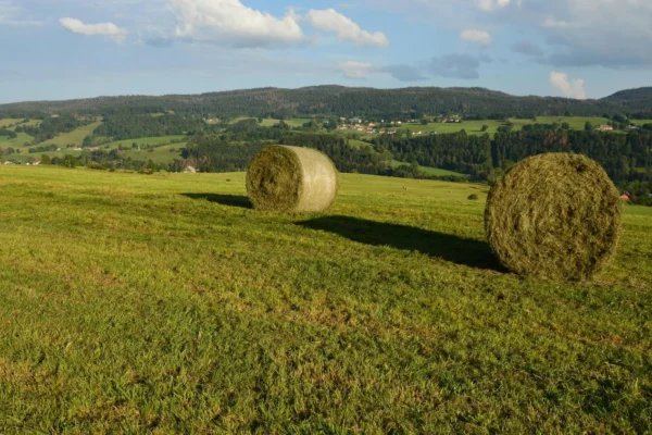 Fumier de cheval au potager : bienfaits, dosages et précautions
