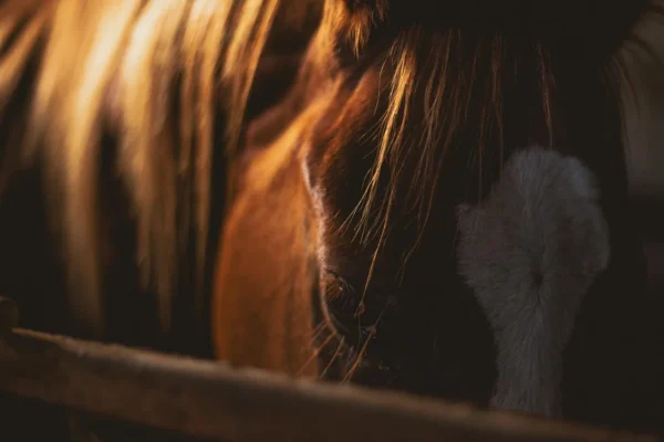 Rêver de cheval noir : ce que ce songe révèle vraiment