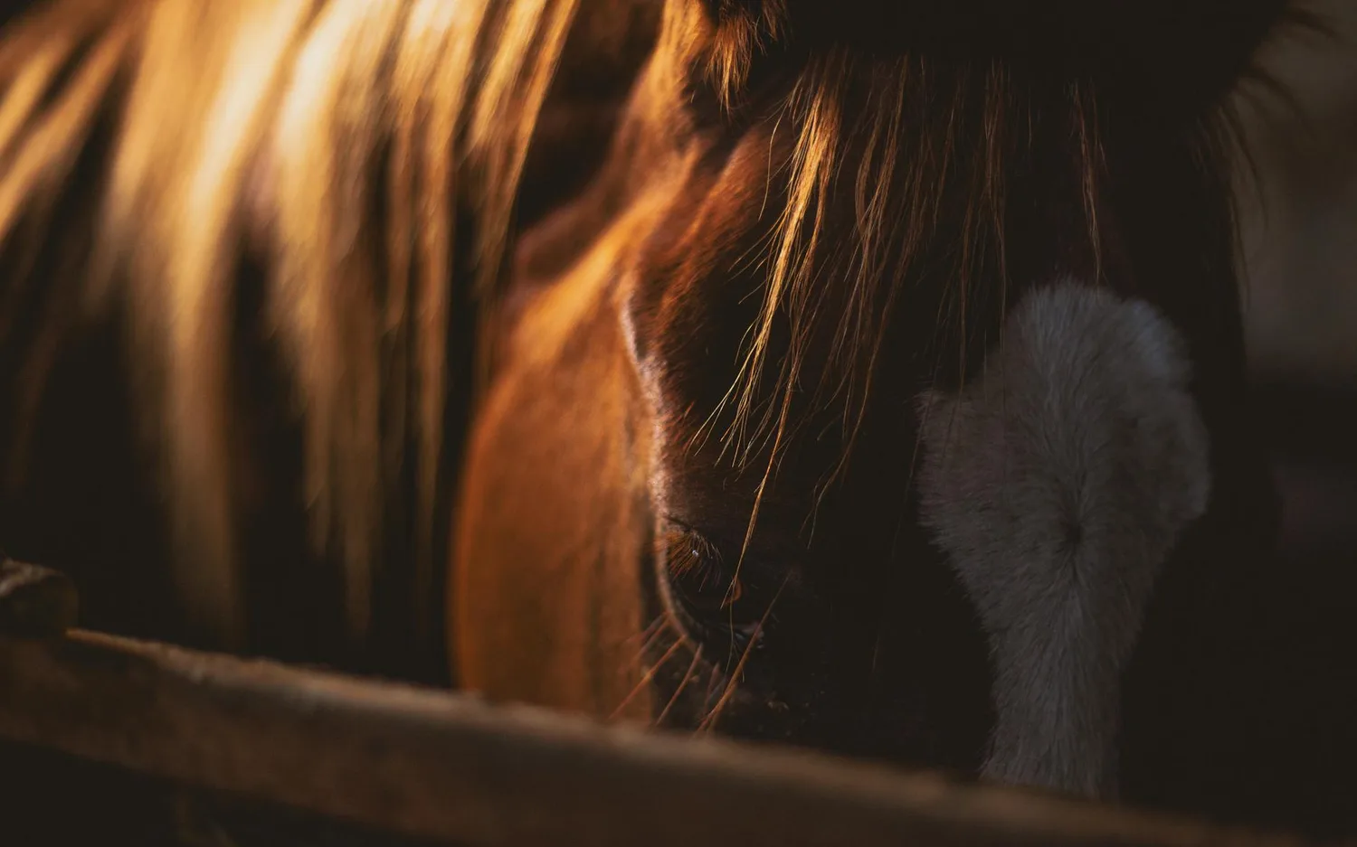 Rêver de cheval noir : ce que ce songe révèle vraiment