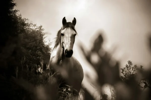 Anti-stress cheval : les 7 meilleures solutions pour apaiser votre monture