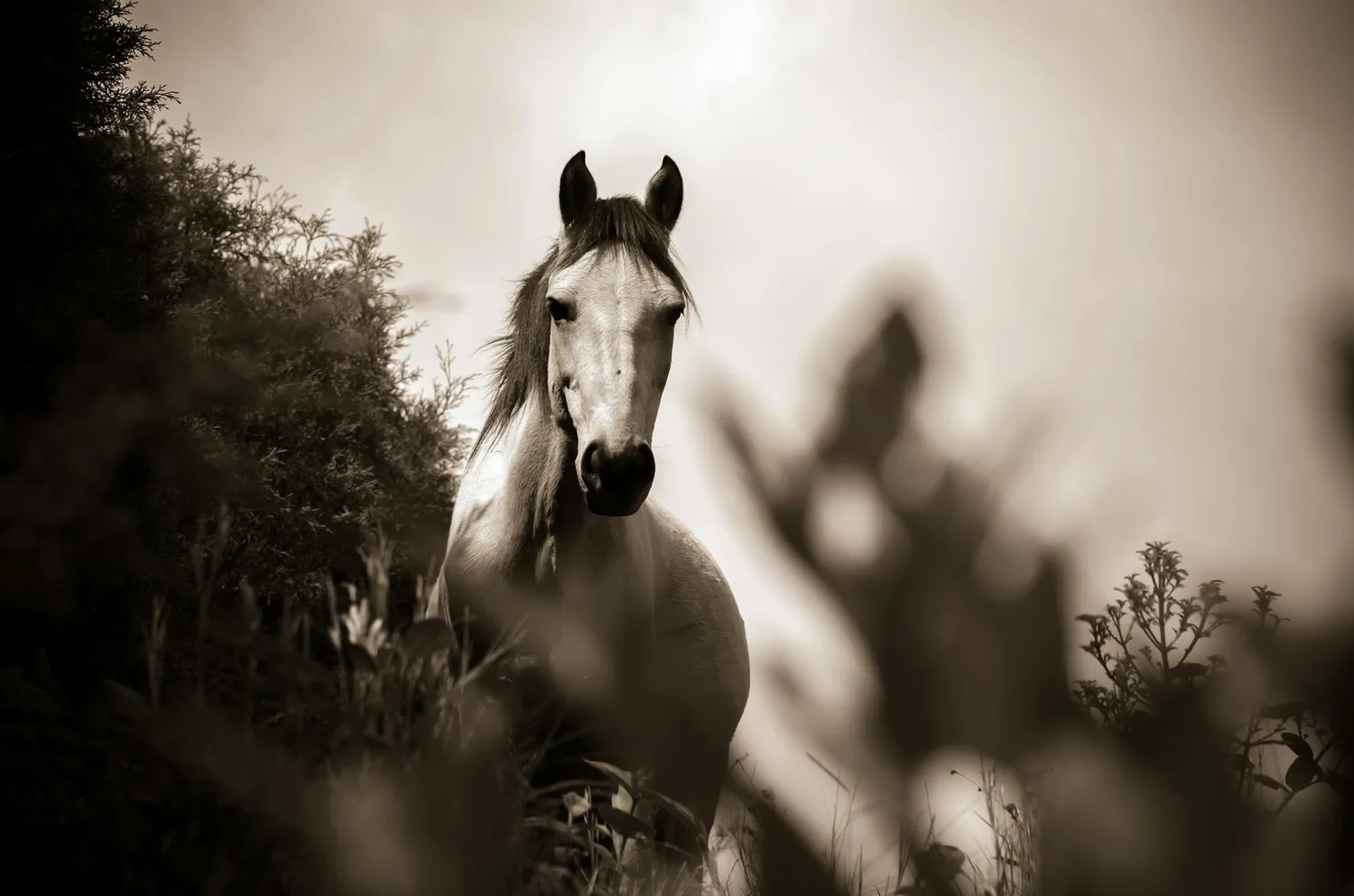 Anti-stress cheval : les 7 meilleures solutions pour apaiser votre monture