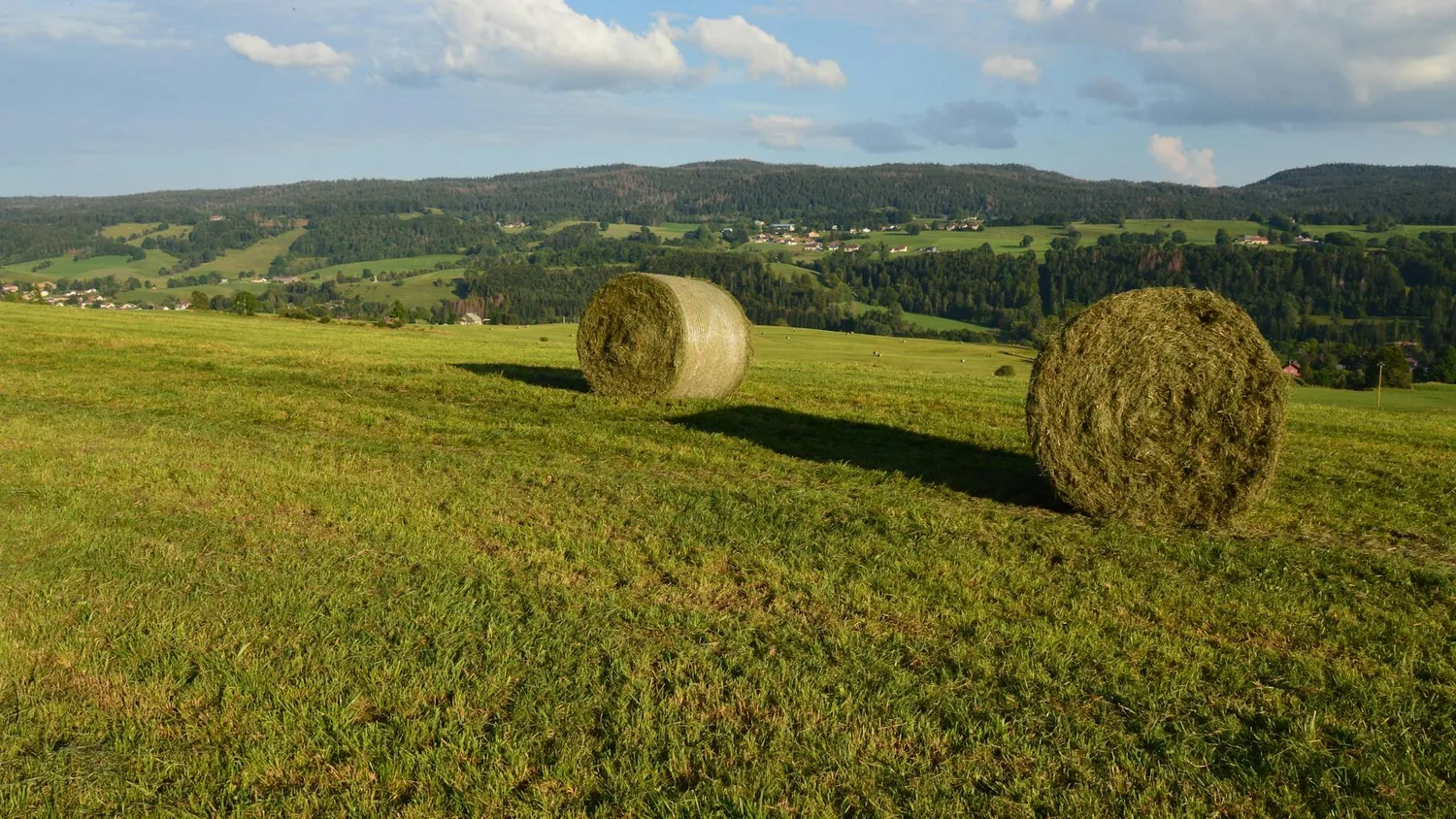 Fumier de cheval au potager : un engrais vraiment efficace ?